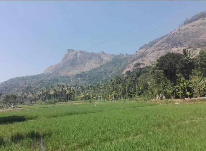 Munnar Lush Greens Extérieur photo